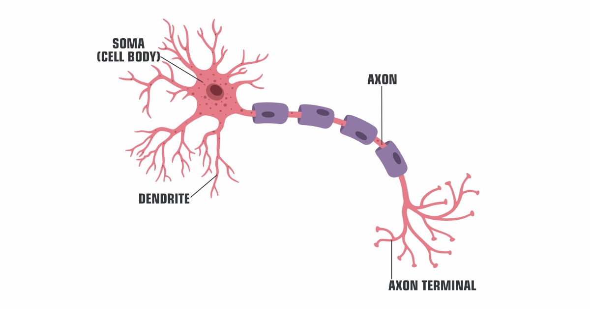 Brain Diagram