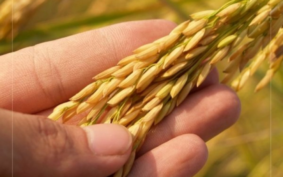 Digital Makeover In Farm Procurement