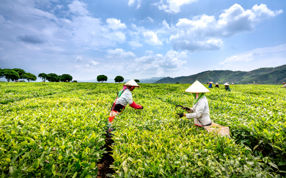 The Rise of AgriTech Ecosystem in 2023