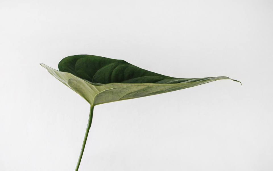 Key To Meaningful Sustainability for Organization: From Governance to Organizational Leadership