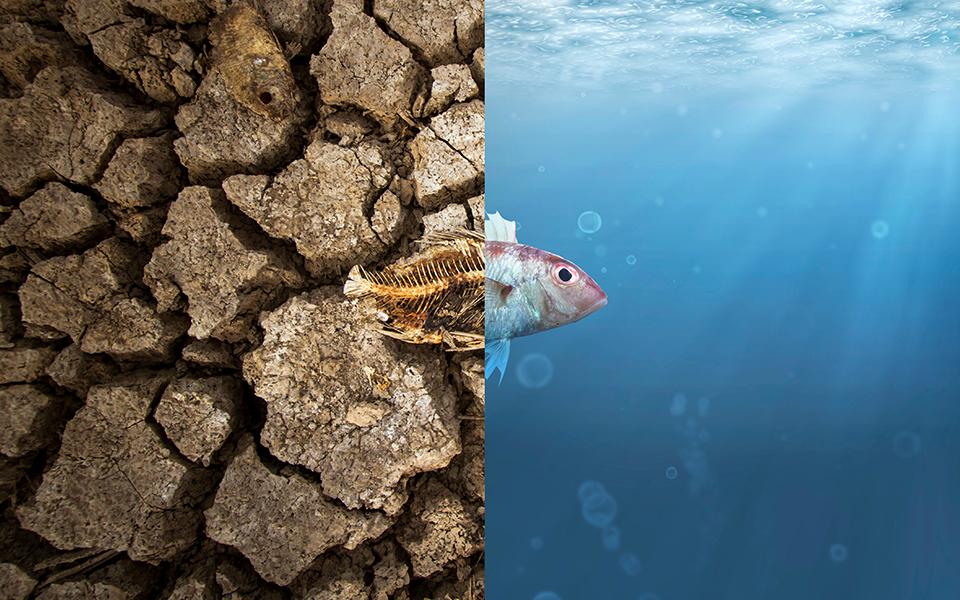 SCIENCE BASED TARGETS FOR A SUSTAINABLE FUTURE: HOW SBTi IS UNLOCKING BUSINESS VALUE ACROSS THE WORLD