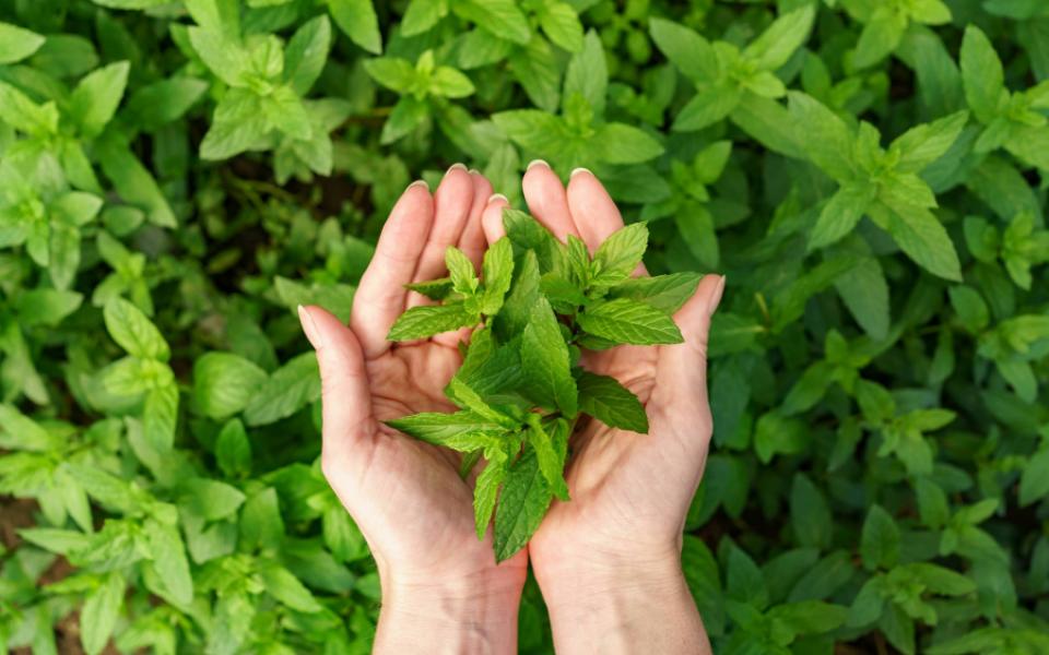 Stevia Market Market Top Regions,Key Players, Revenue,Challenges, Opportunities 2022-2030