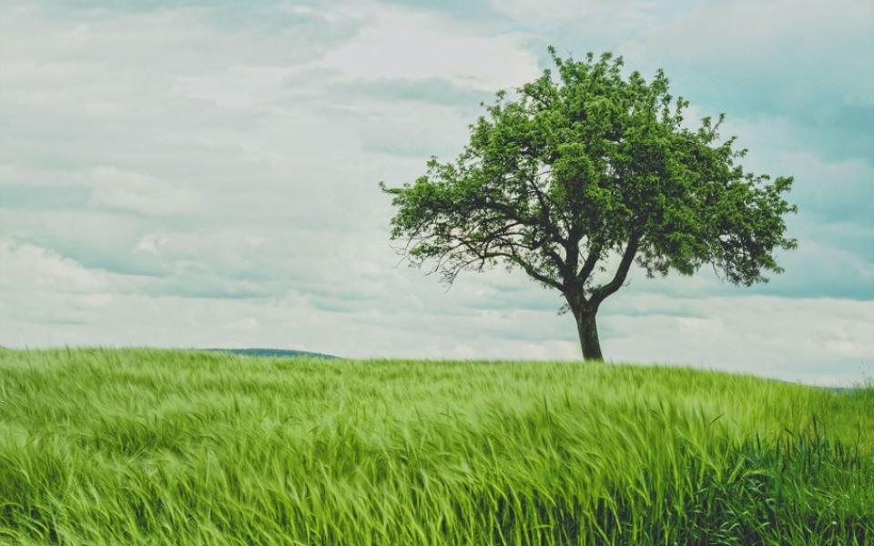 ESG vs.Sustainability